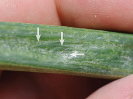 Fig. 2. A very attentive eye is needed to identify the earlier symptoms of IYSV infection in onions. Notice the sunken area (horizontal arrow) and the concentric rings (vertical arrows) indicating the development of early lesion symptoms