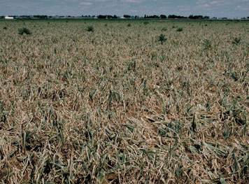 <strong>Fig. 10.</strong> An onion field showing severe IYSV symptoms of browning and premature senescence. IYSV infected onions this severely affected will have lower yield and reduced grade and poorer storability.