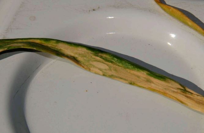 <strong>Fig. 8.</strong> An onion leaf with IYSV lesions that have coalesced and caused the premature death of the leaf.