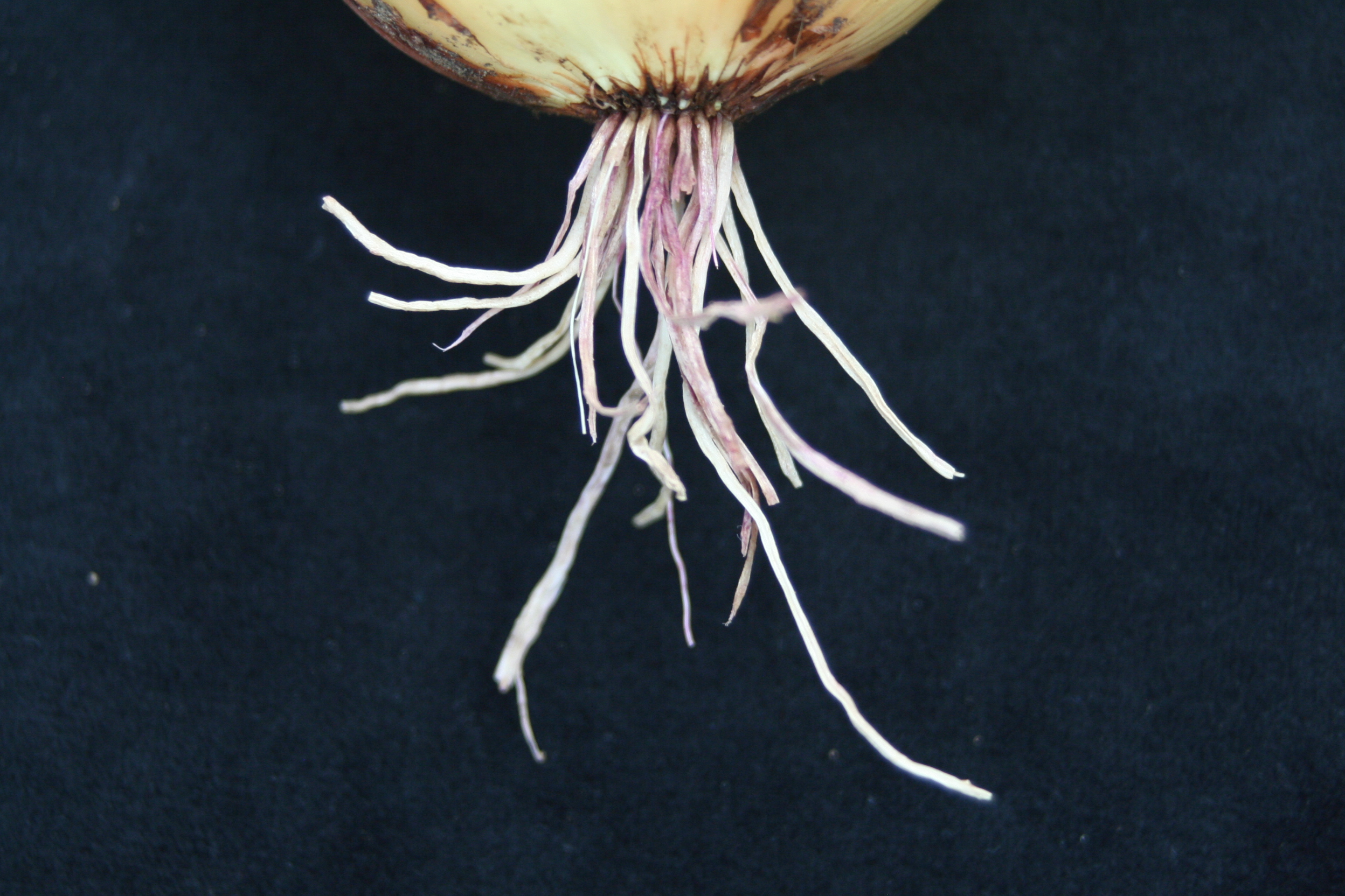 pink root onion
