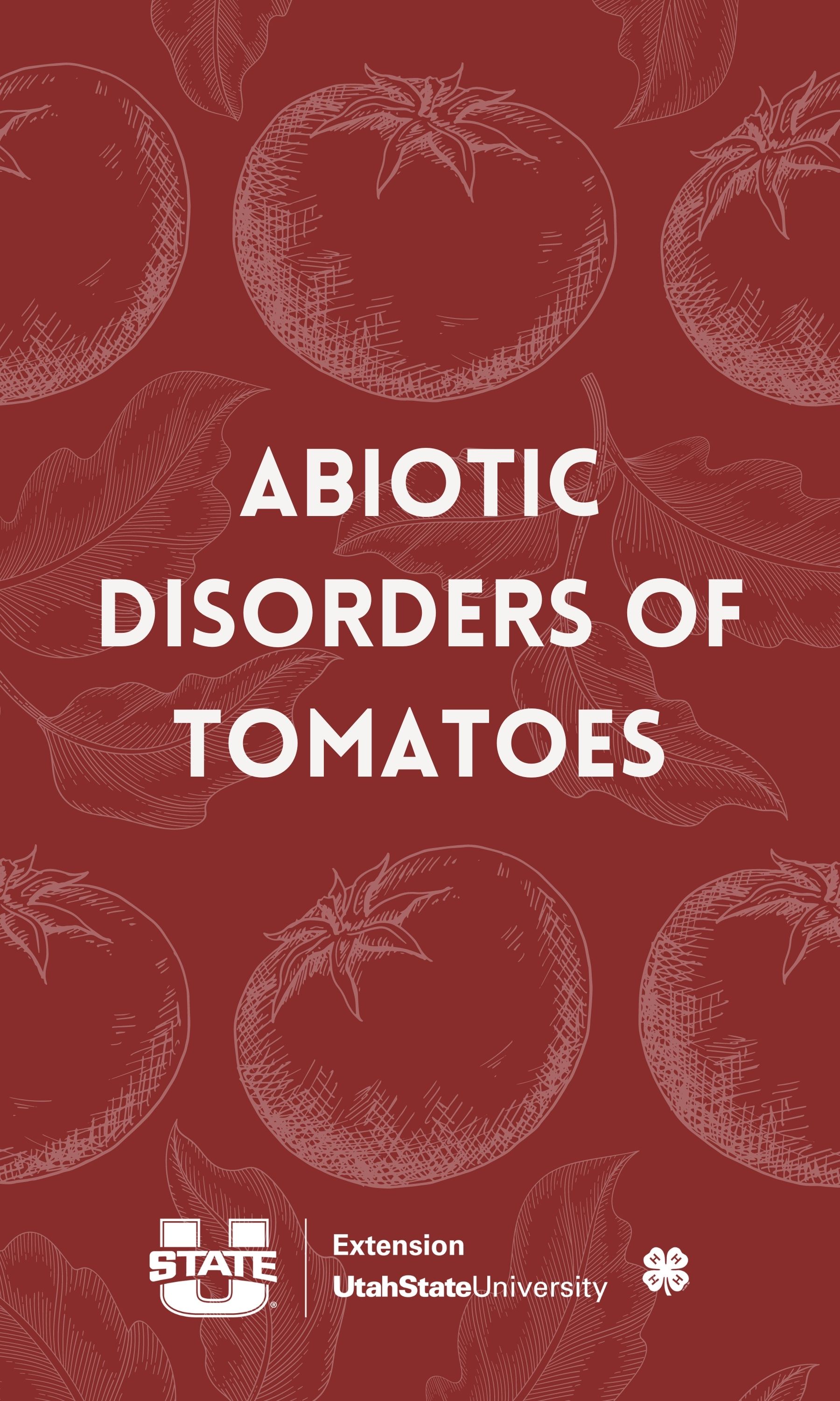 abiotic disorders of tomatoes