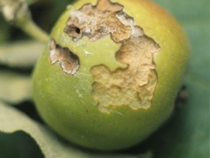 Mid-season fruit damage