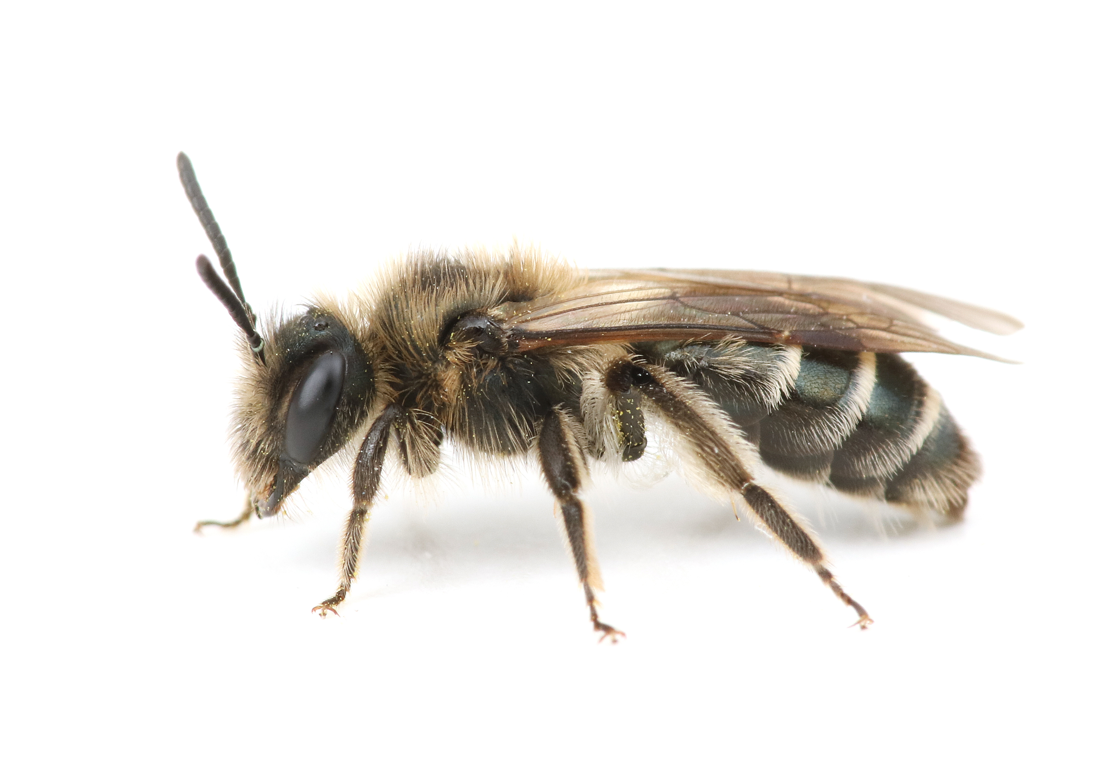 Mining bee, Andrena sp. Photo Credit: Joseph Wilson Utah State University