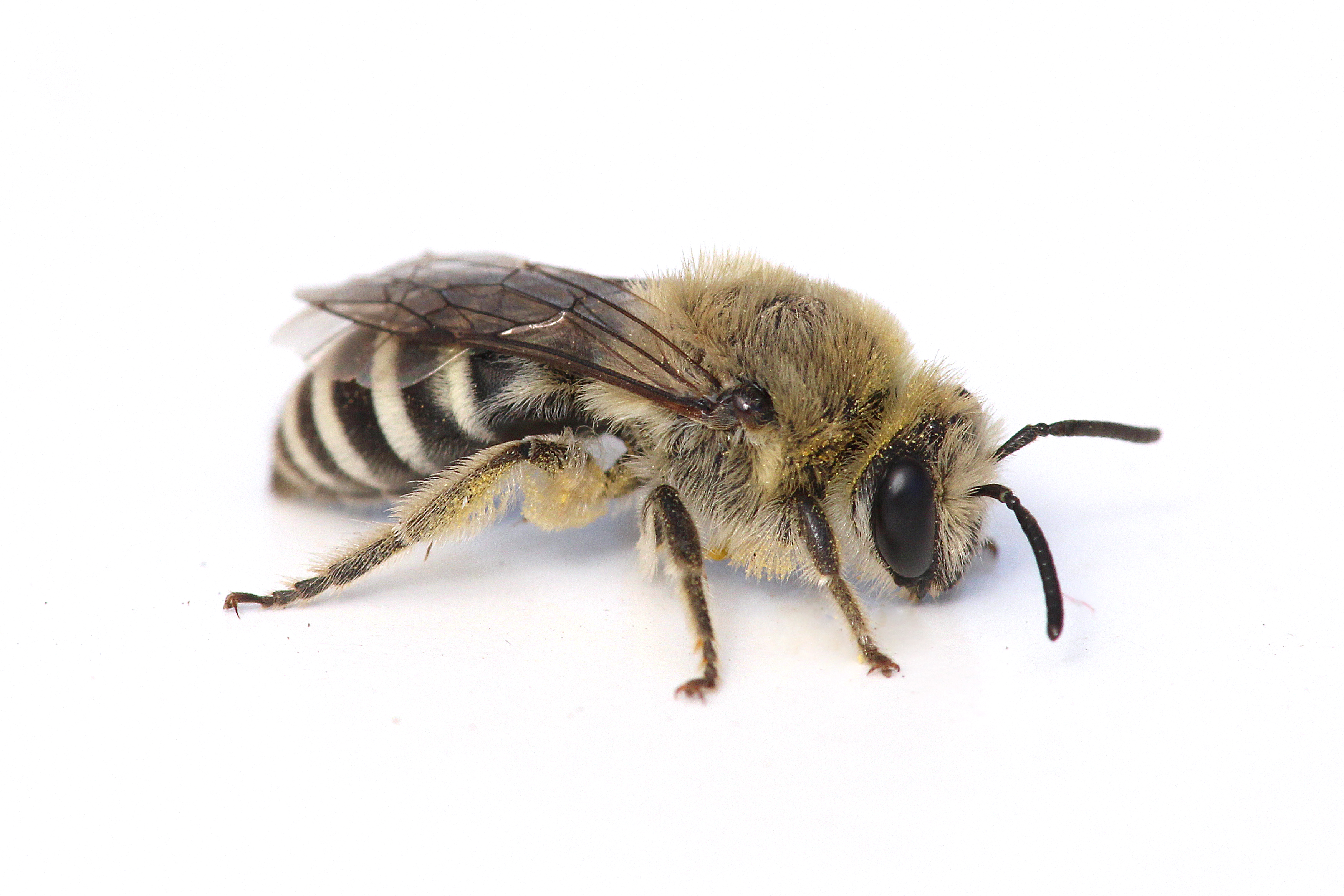 Polyester bee, Colletes sp. Photo Credit: Joseph Wilson, Utah State University