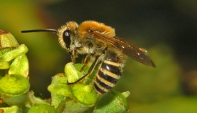 Polyester bee, Colletes sp. Photo Credit: Hectonichus, commons.wikimedia.org