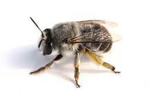 Digger Bee, Anthophora sp. Photo Credit: Joseph Wilson, Utah State University