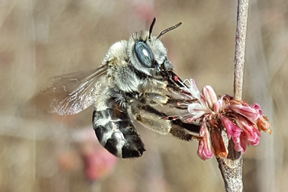 Digger Bee, Anthophora sp. Photo Credit: Teresa Amarillas, inaturalist.org
