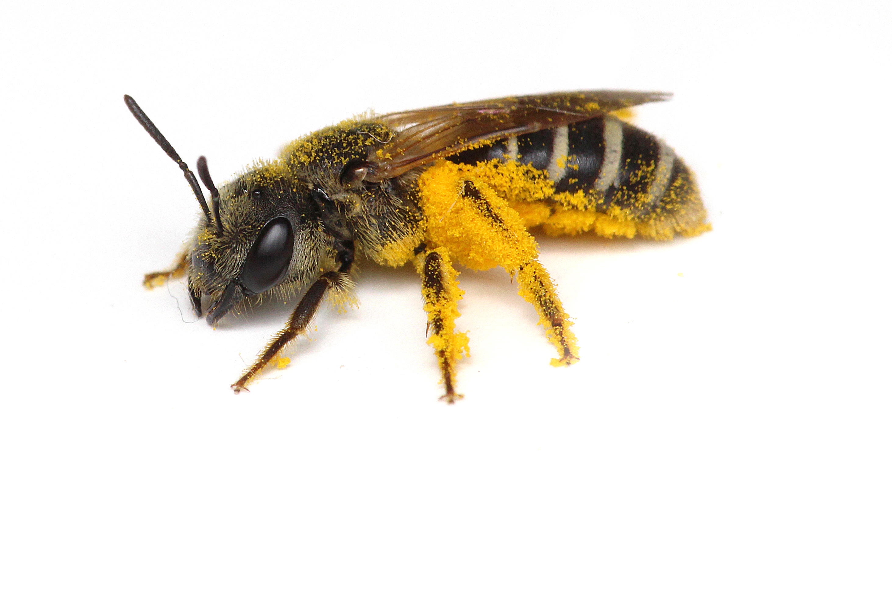 Sweat Bee, Halictus sp. Photo Credit: Joseph Wilson, Utah State University