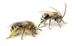 Long Horned Bee, Melissodes spp. (male-female) Photo Credit: Joseph Wilson, Utah State University