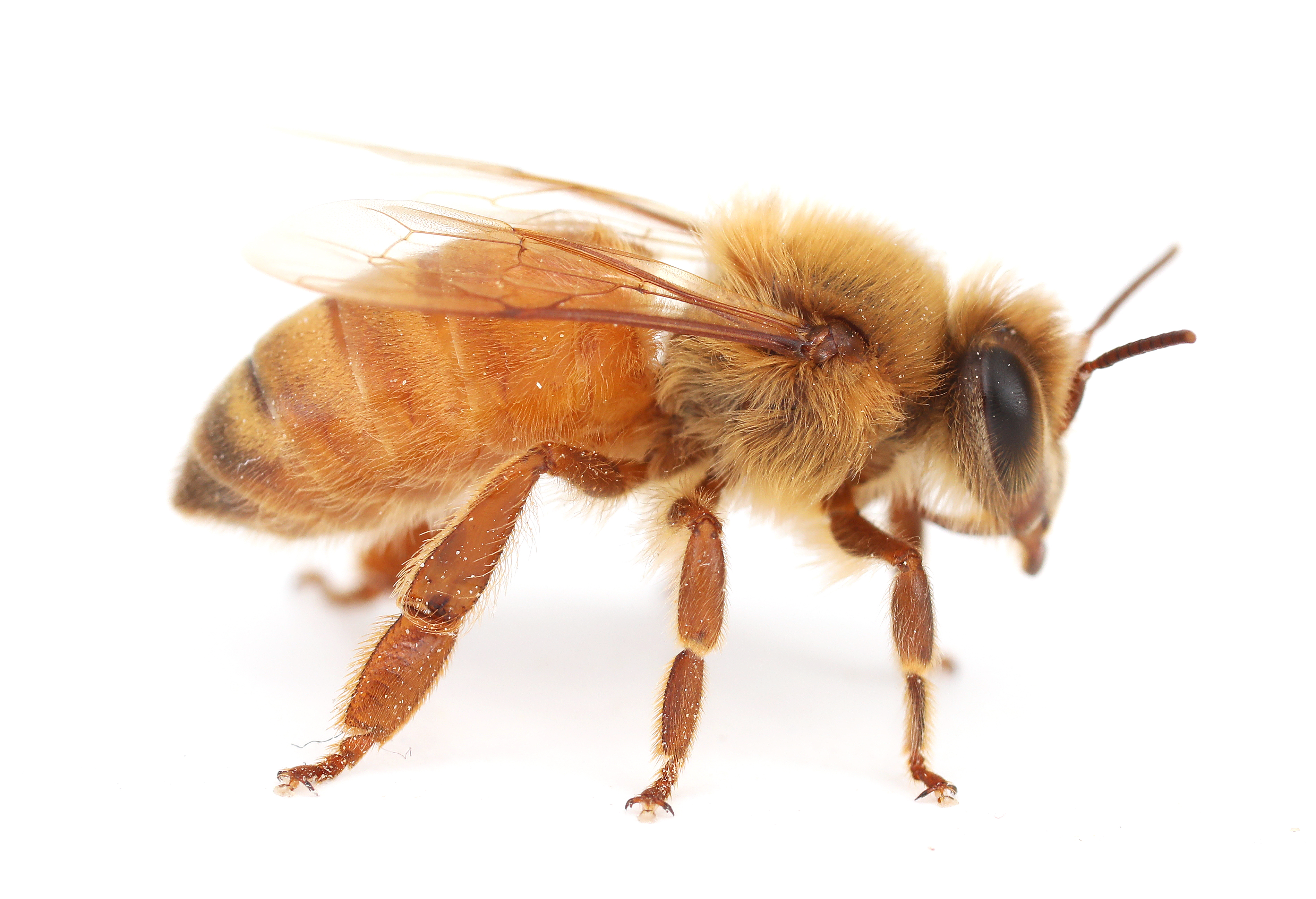 Western honey bee, Apis mellifera. Photo Credit: Joseph Wilson, Utah State University