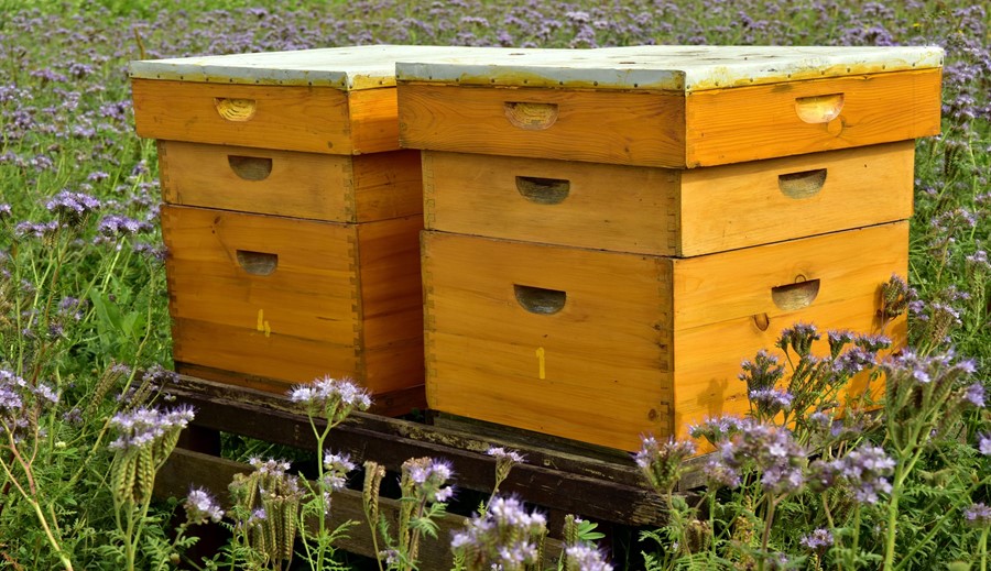 Human-made hive for western honey bee, Apis mellifera. Photo Credit: Andree Walker Bravo, Utah State University