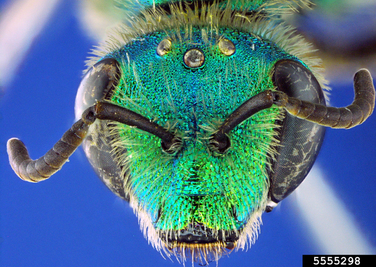 Bee Head Anatomy Photo Credit: Allan Smith-Pardo, USDA APHIS PPQ, Bugwood.org