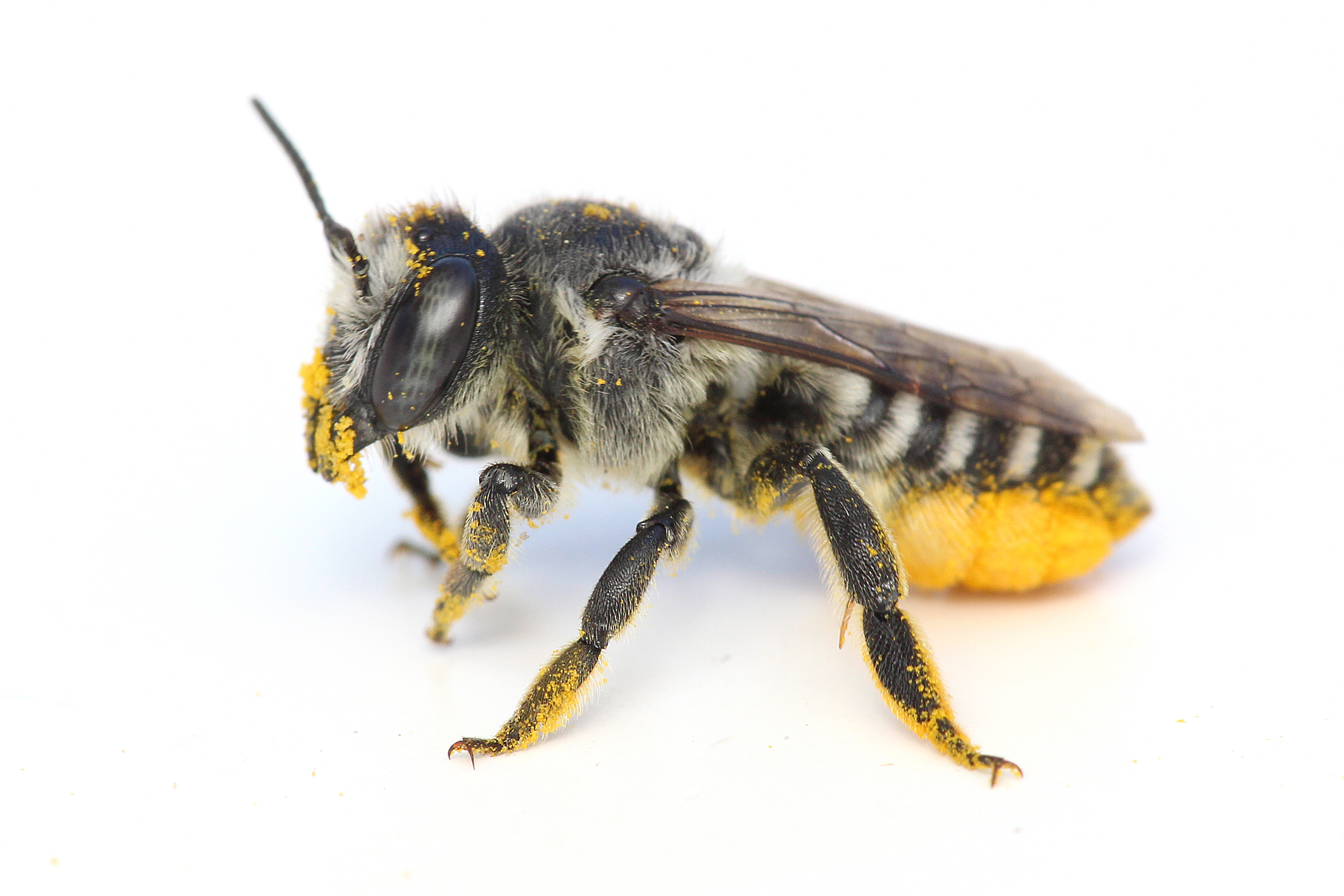 Leafcutter bee, Megachile sp. Photo Credit: Joseph Wilson, Utah State University