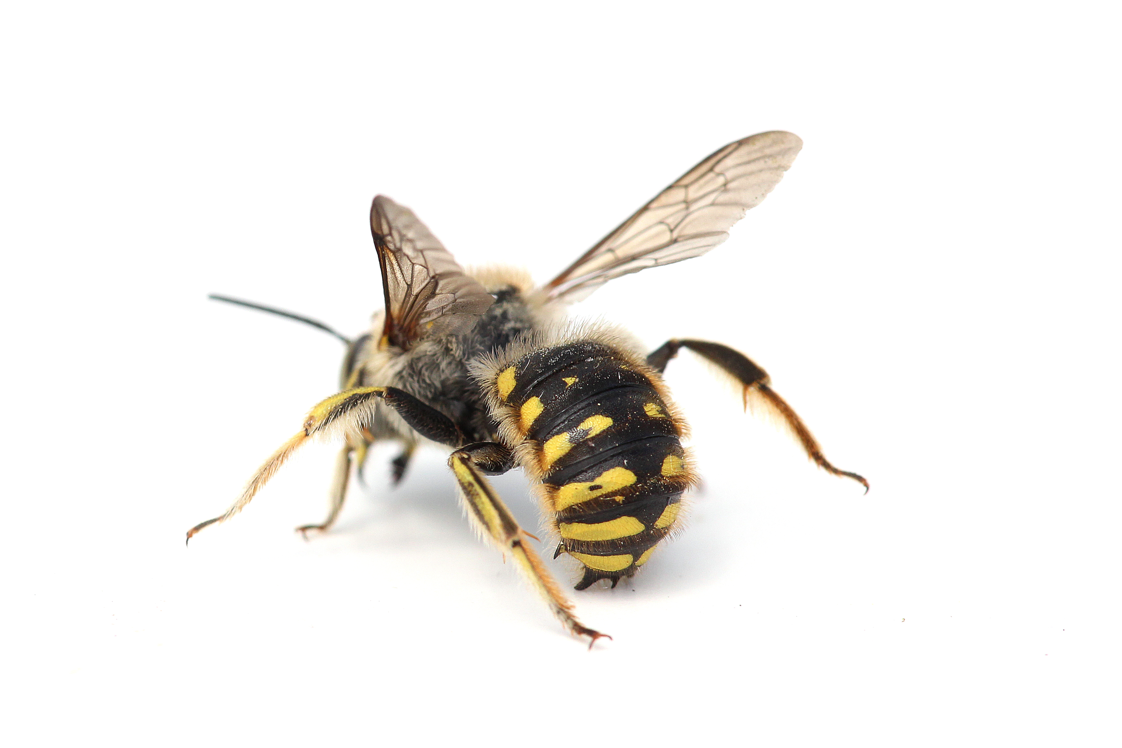 Wool carder bee (male) Anthidium spp. Photo Credit: Joseph Wilson, Utah State University