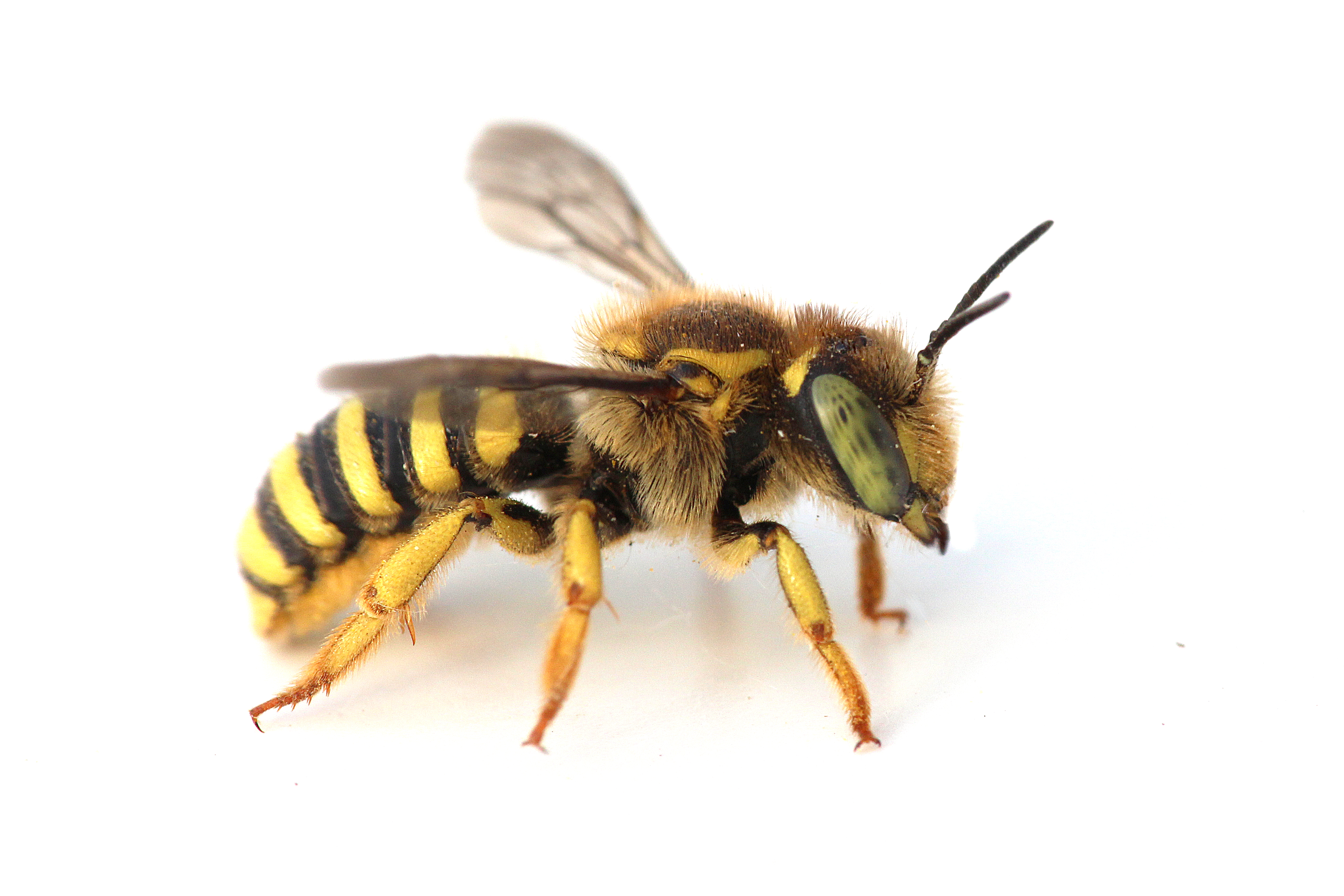 Wool Carder Bee (female) Anthidium spp. Photo Credit: Joseph Wilson Utah State University
