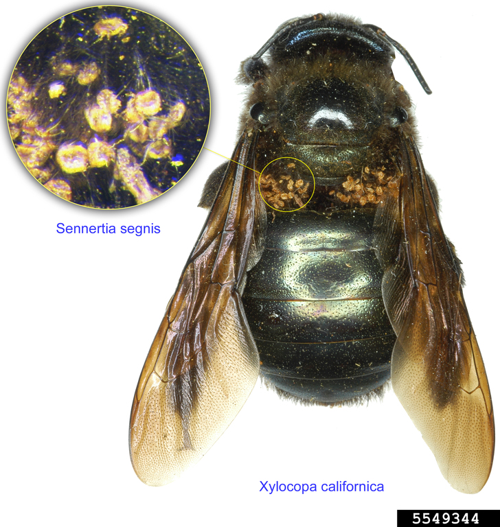 Abdomen and wings of large carpenter bee, Xylocopa spp. Photo Credit: Pavel Klimov, USDA APHIS PPQ, Bugwood.org