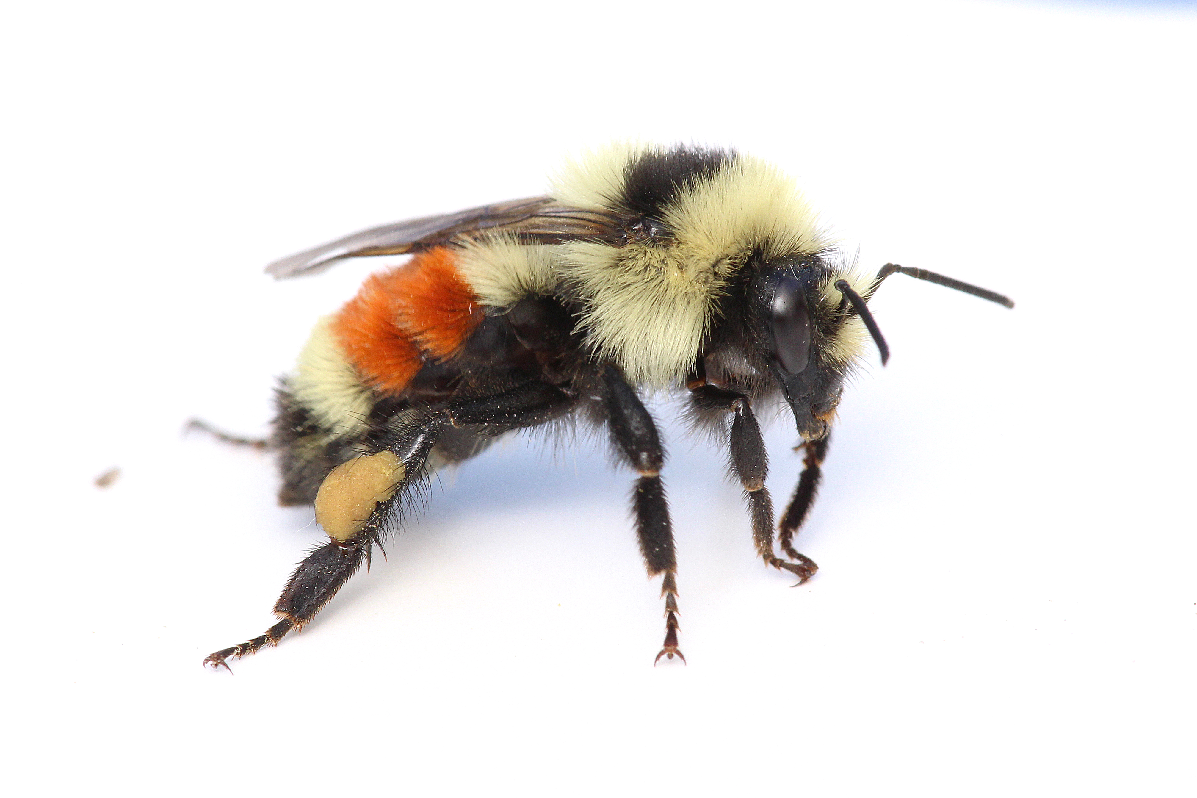 Hunt's bumble bee, Bombus huntii. Photo Credit: Joseph Wilson Utah State University