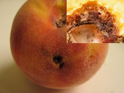 Peach Twig Borer