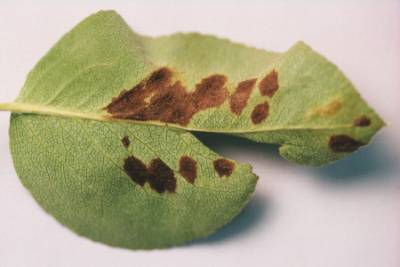 Pear-leaf blister mite