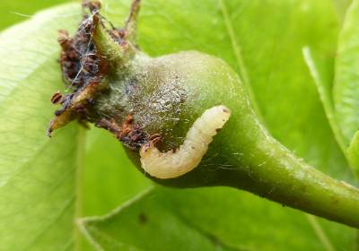 Pear Fruit Sawfly