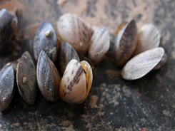 Quagga mussel adults (Image: National Park Service, https://www.nps.gov/glca/learn/nature/nonnativespecies.htm)