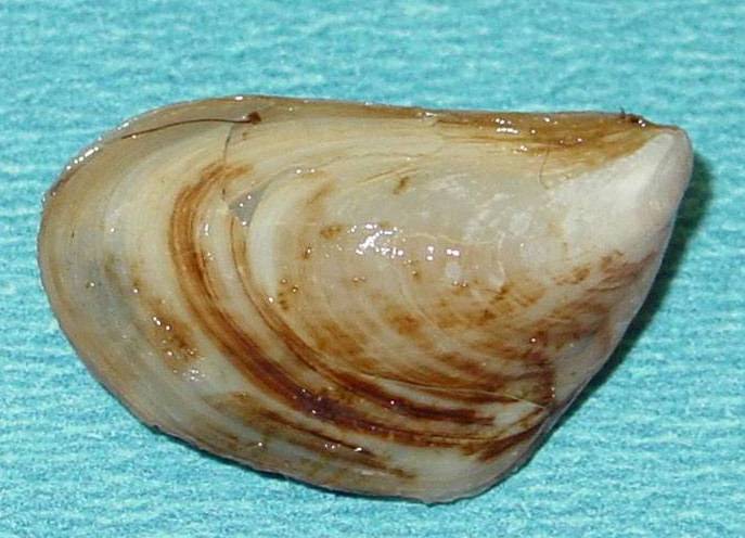 Quagga mussel adult (Image: Amy Benson, US Geological Survey, Bugwood.org)