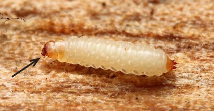 Sap Beetle Larva