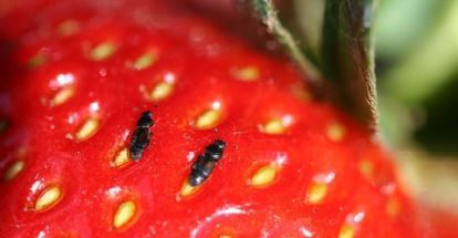 Strawberry Sap Beetle Damage