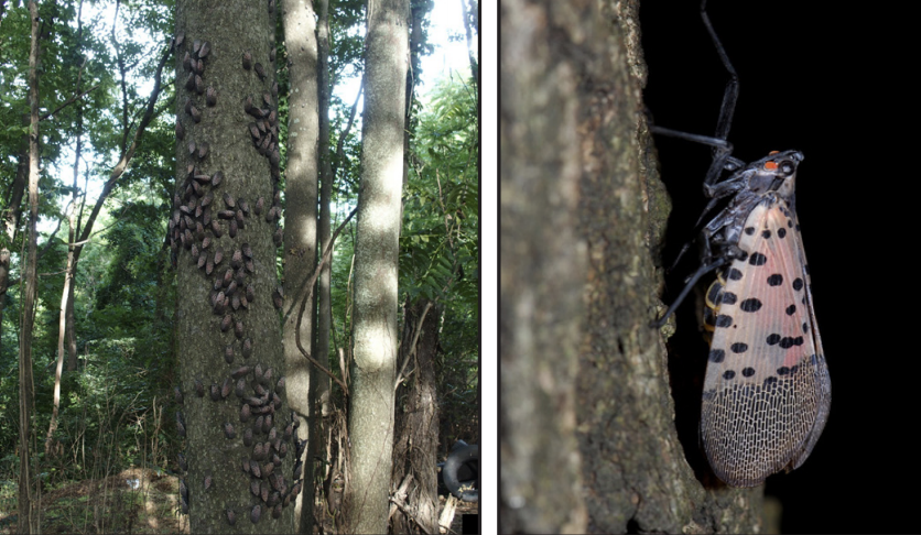 Left image: Spotted lanternfly adults on tree trunk; right image: adult at rest.