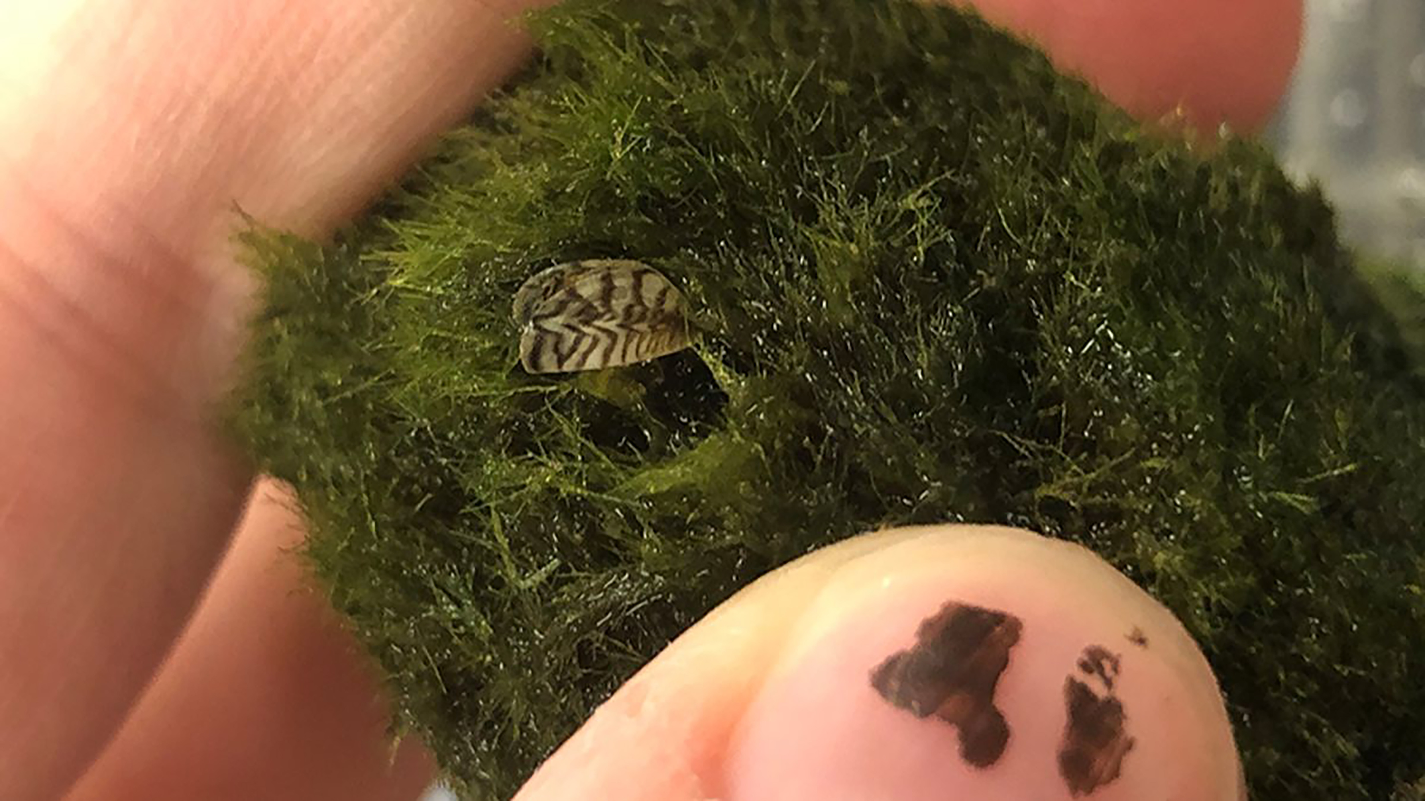 A moss ball sold in pest stores that contains an invasive zebra mussel (Image: USGS).