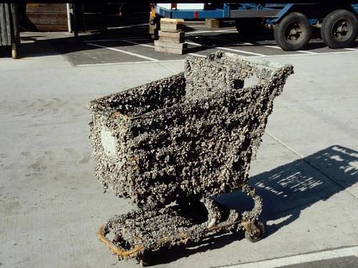 Zebra mussel on grocery cart after just a few months submerged in infested waters (Image: James F. Lubner, University of Wiscon Sea Grant Institute) 