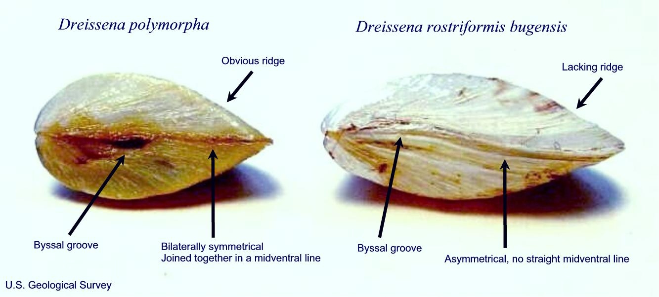 Zebra mussel (left) and quagga mussel (right). Image: Amy Benson, U.S. Geological Survey.