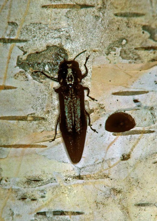 The bronze birch borer, Agrilus anxius, is an EAB lookalike
