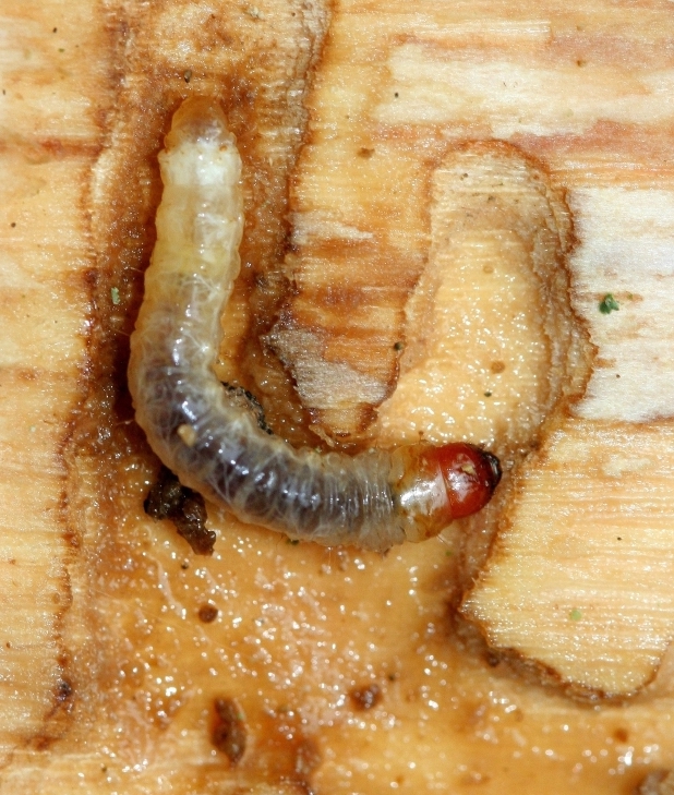 Lilac ash borer larvae look similar to EAB larvae