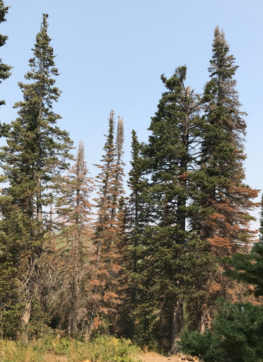 A subalpine fir stand infested with balsam woolly adelgid