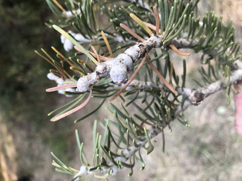 Young subalpine fir infested with balsam woolly adelgid; note severely stunted growth