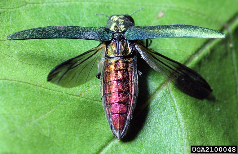 Adult EAB have a copper red or purple abdomen