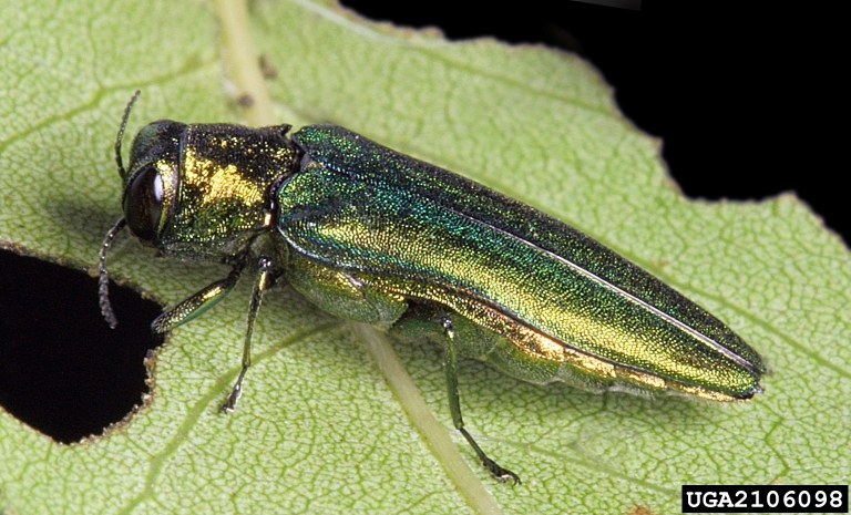 The emerald ash borer is spread primarily by moving infested firewood (photo: Pennsylvania Department of Conservation and Natural Resources, bugwood.org).  