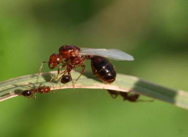 Unmated red imported fire ant queen