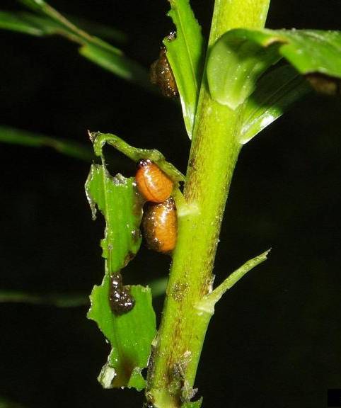 LLB larvae feeding on host plant. Image: Leslie J. Mehrhoff, University of Connecticut, Bugwood.org