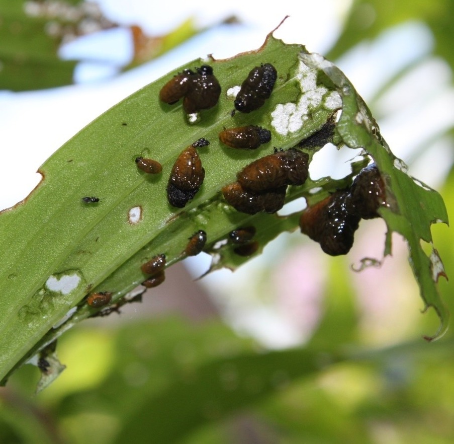 LLB larvae and damage caused from their feeding. Image: MaggieFreeman, Washington State Department of Agriculture.