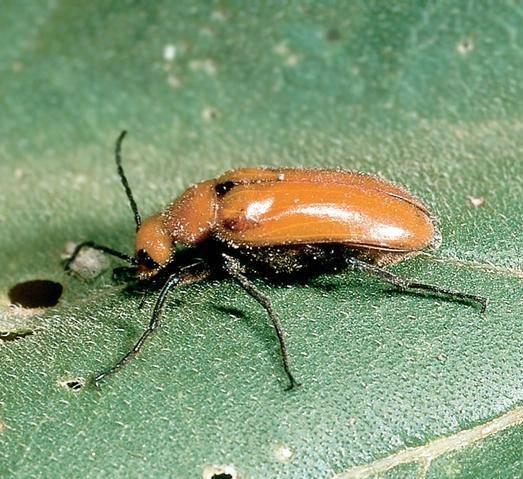 LLB lookalikes include some blister beetles. Image: Kansas Department of Agriculture, Bugwood.org