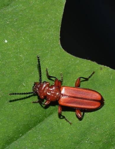LLB lookalikes include the red flat bark beetle. Image: Bruce Watt, University of Maine, Bugwood.org