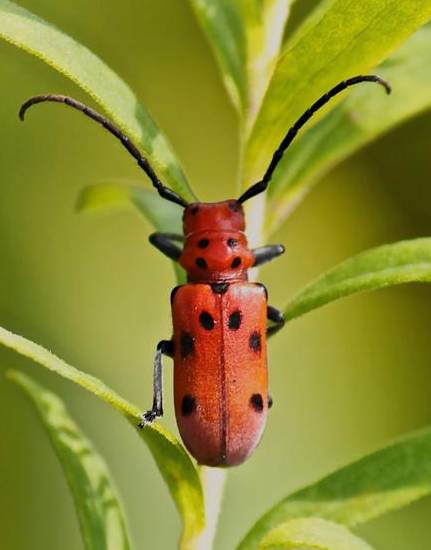 LLB lookalikes include the red-femured milkweed beetle. Image: Gary Yankech, Bugwood.org