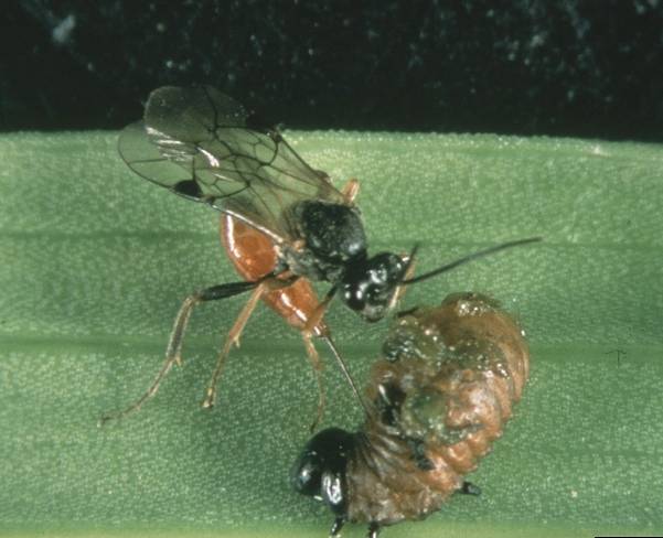 Ichneumonid wasp Diaparsis jucunda on LLB larva. Image: Tim Haye, Universitat-oomlat over a-Kiel, Bugwood.org