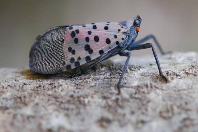 Invasive Pest News & Notes