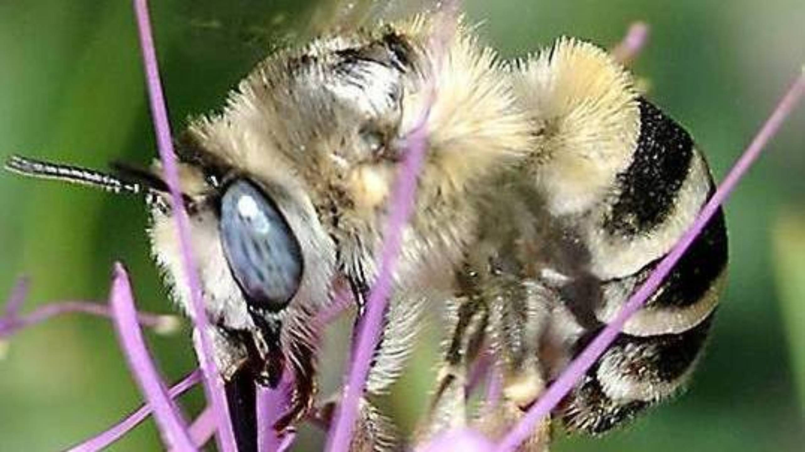 Anthophora sp. on Rocky Mountain Bee Plant (Cleome serrulata) by Lynn Monroe, Bugguide.net