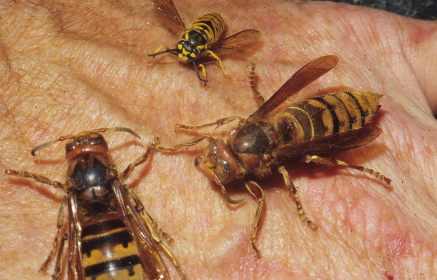 Two Asian giant hornets and one European hornet on a hand