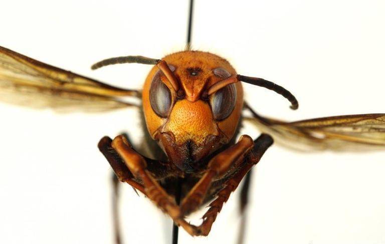 Asian giant hornet front view