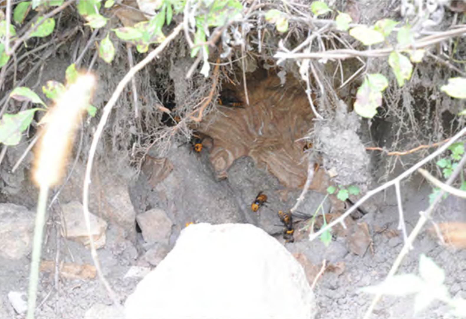 Asian giant hornet nest on ground